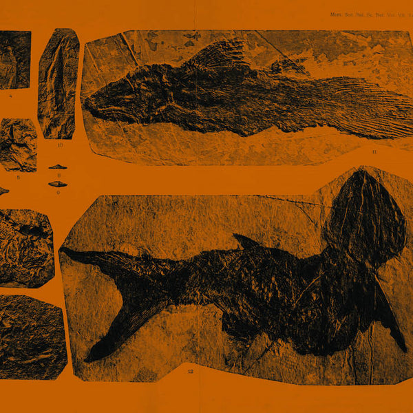 Annelies Monsere - Mares (New Vinyl)