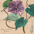 Ben LaMar Gay - Yowzers (Ipomoea Jalapa Marble Pink Vinyl) (New Vinyl)