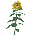 Brian D'Souza - Music To Watch Seeds Grow By 007: Sunflowers (New Cassette)