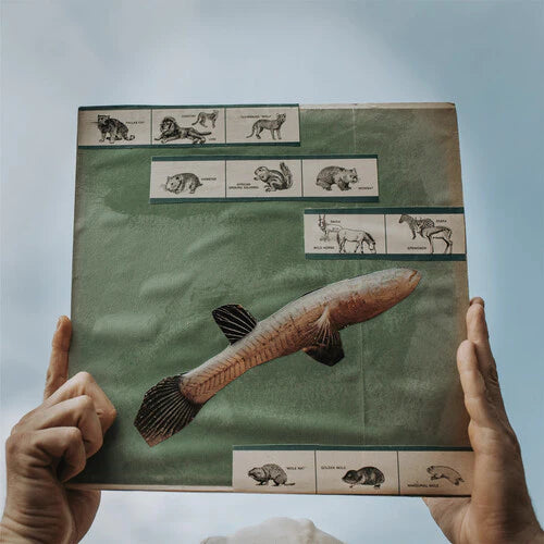 Cotton Jones - The River Strumming (180g) (New Vinyl)