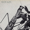 Courtney Barnett - Creature Of Habit (Indie Exclusive Caramel Vinyl) (New Vinyl)