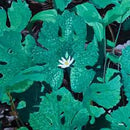 Early Fern - Wetland Interiors (New Vinyl)