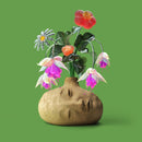 Elephant Gym - Dreams (New Vinyl)