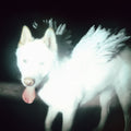 Fat Dog - Cancel Me (I'm Tired) (Indie Exclusive Coke Bottle Green Vinyl) (New Vinyl)