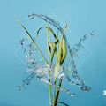 Fergus McCreadie - Stream (Clear Vinyl) (New Vinyl)