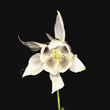 Fridge - Happiness (20th Anniversary 2LP) (New Vinyl)