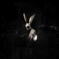 Ghøstkid - Follow The White Rabbit (Neon Pink Vinyl) (New Vinyl)