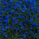 Jefre Cantu-Ledesma - Gift Songs (Sea Glass Blue) (New Vinyl)