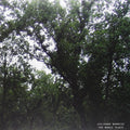 Julianna Barwick - The Magic Place (New Vinyl)