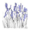Lapalace - Music To Watch Seeds Grow By 006: Lapalace (Lavender) (New Cassette)