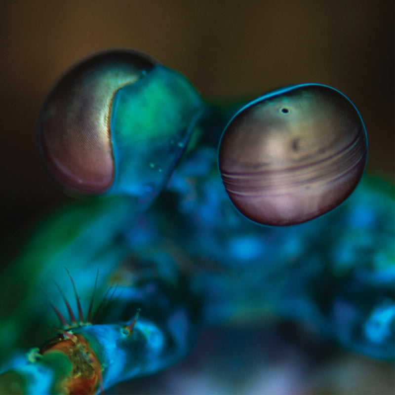 Melvin Gibbs - Amasia: Anamibia Sessions 2 (New CD)