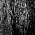 Merzbow, Cavalera & Bernocchi - Rainforest (New Vinyl)