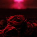 Paper Kites - Roses (New Vinyl)