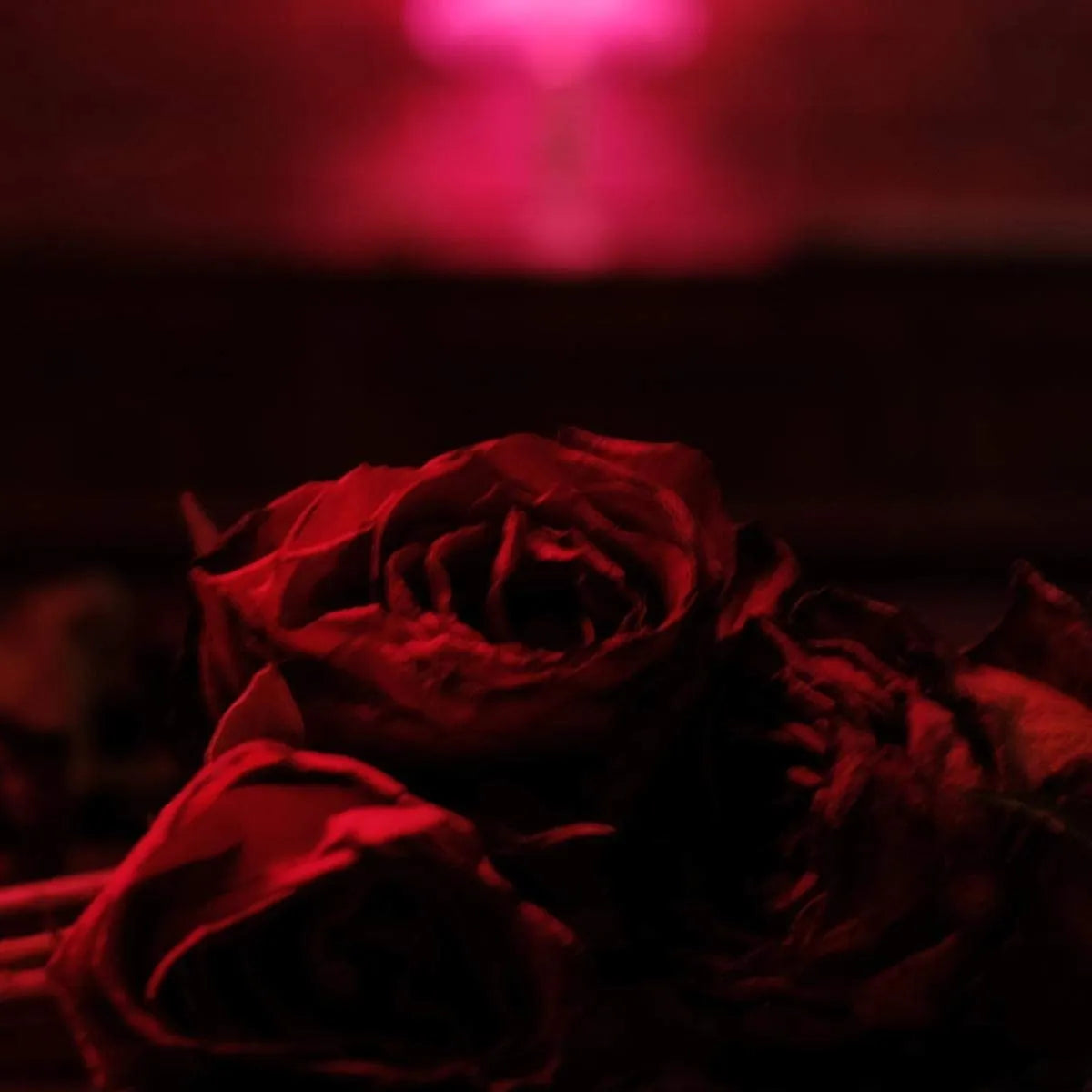 Paper Kites - Roses (New Vinyl)