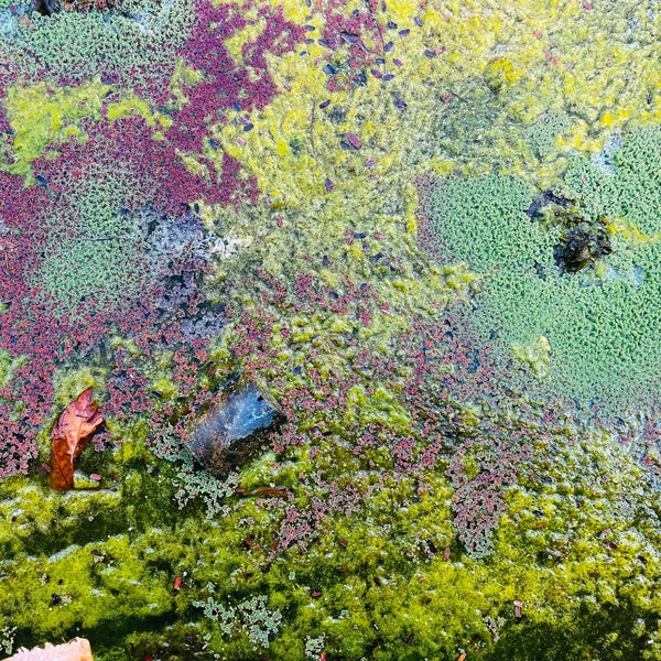 Rob Mazurek - Nestor's Nest (New Vinyl)