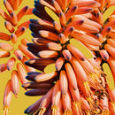 Sampology and Charlie Hill - Galaxy (New Vinyl)