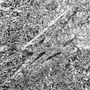 Say She She - Silver (2LP) (New Vinyl)