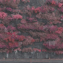 Sleep Token - Even In Arcadia (Indie Exclusive "Hint Of Blue" Vinyl) (New Vinyl)