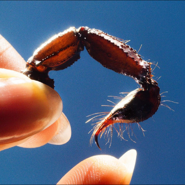 Squid - Cowards (Clear Vinyl) (New Vinyl)