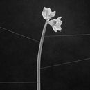 Trentemoller - Dreamweaver (Clear) (New Vinyl)