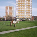 Westside Cowboy - It Goes On (Indie Exclusive Red Vinyl)