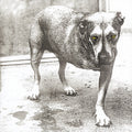 Alice In Chains - Alice In Chains (Highlighter Yellow Vinyl) (New Vinyl)