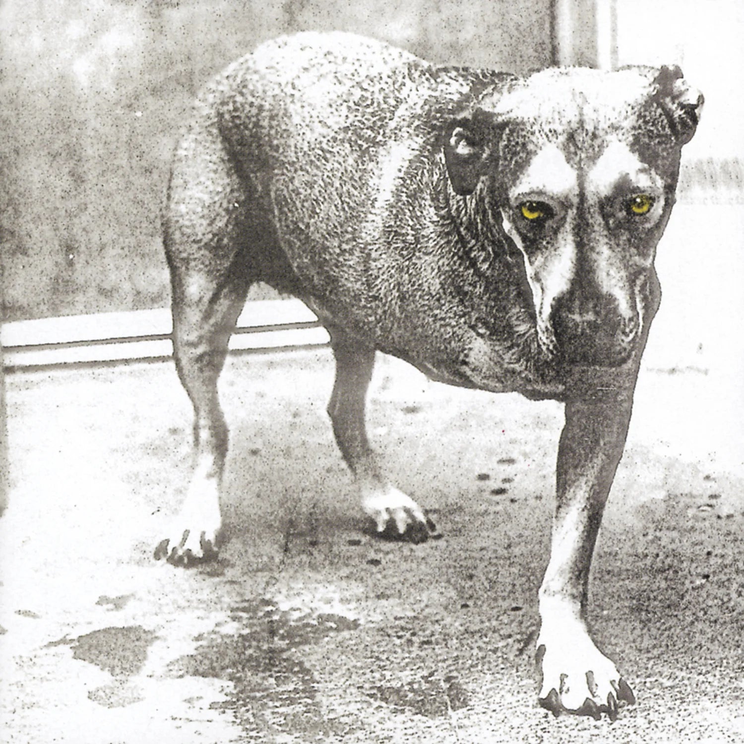 Alice In Chains - Alice In Chains (Highlighter Yellow Vinyl) (New Vinyl)