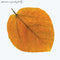 Pete Jolly - Seasons (Clear Amber Vinyl) (New Vinyl)