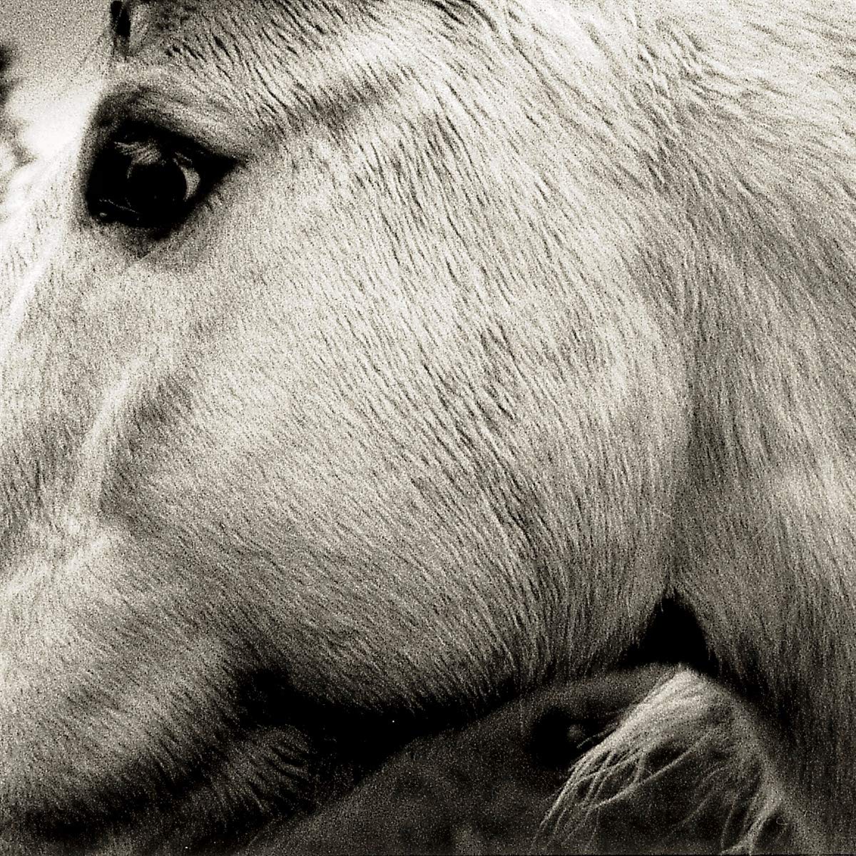 Bonny-light-horseman-bonny-light-horseman-new-vinyl