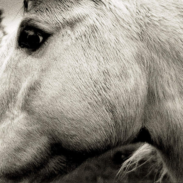 Bonny-light-horseman-bonny-light-horseman-new-vinyl