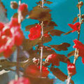 Chad Lawson - Breathe (2LP) (New Vinyl)