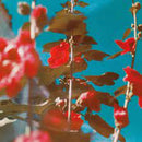 Chad Lawson - Breathe (2LP) (New Vinyl)