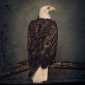 Clutch-book-of-bad-decisions-new-vinyl