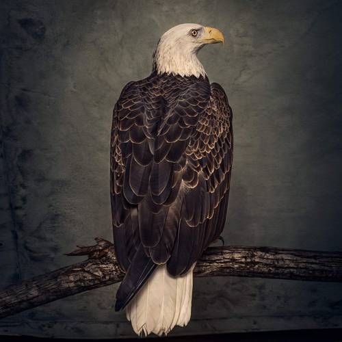 Clutch-book-of-bad-decisions-new-vinyl