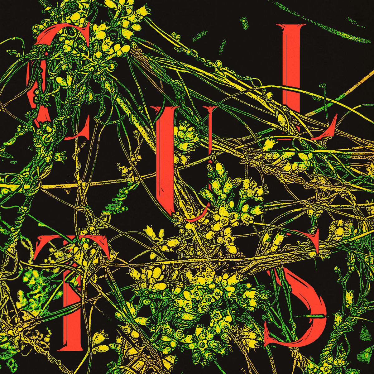 Cults-host-new-cd