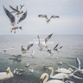 Dan-mangan-more-or-less-new-vinyl
