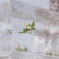 Efterklang - Windflowers (Ltd Edition Clear) (New Vinyl)