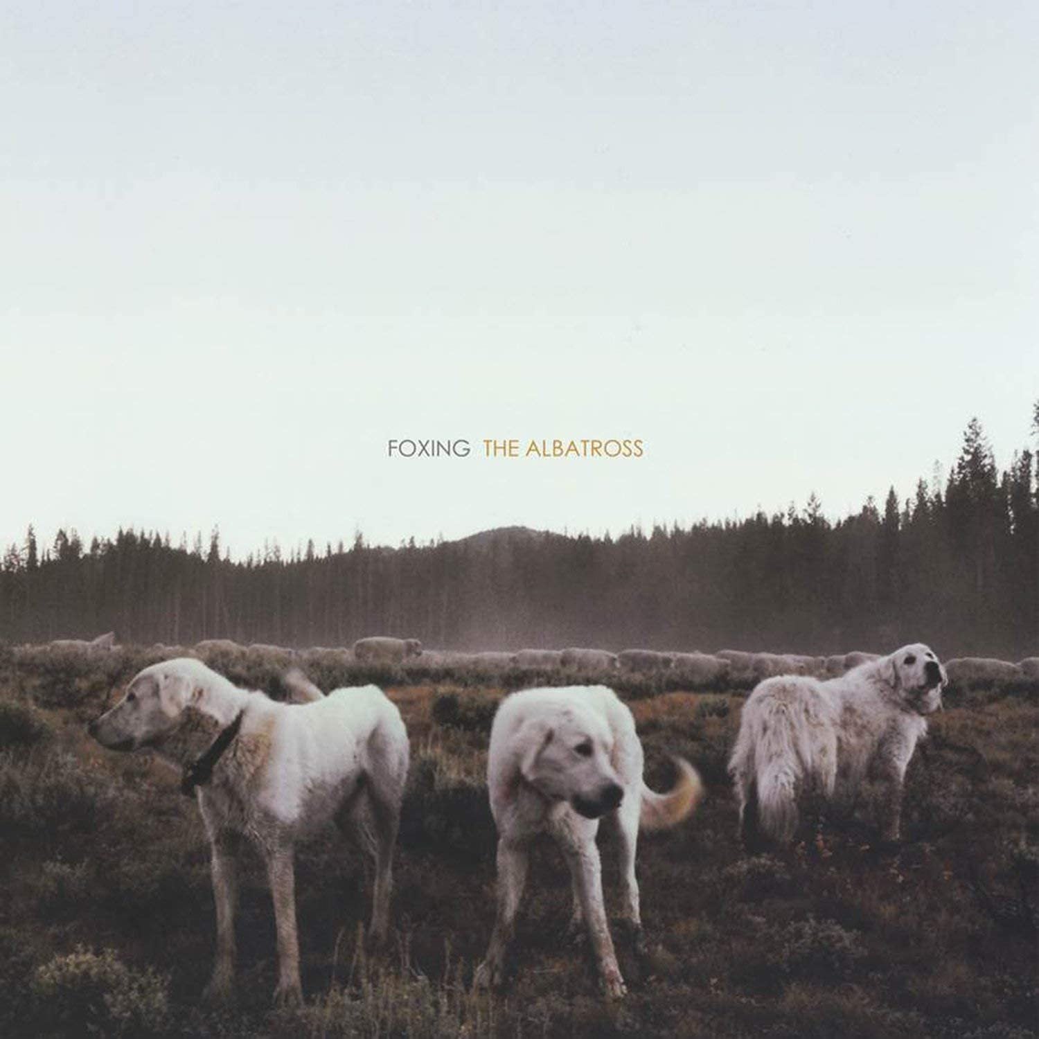 Foxing-albatross-new-vinyl