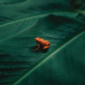 Ingredient - Ingredient (New Vinyl)