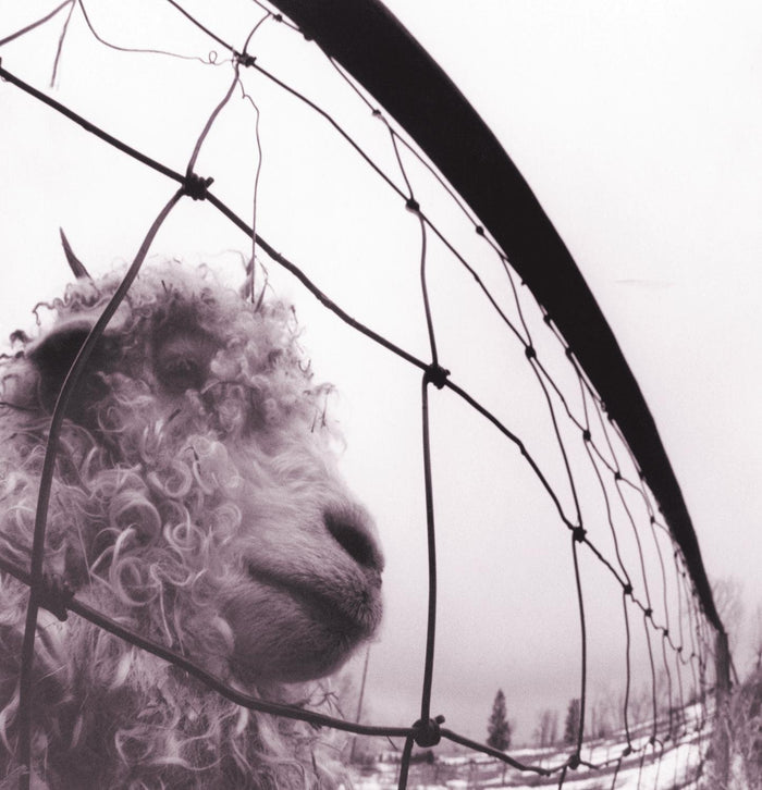 Pearl-jam-vs-new-vinyl