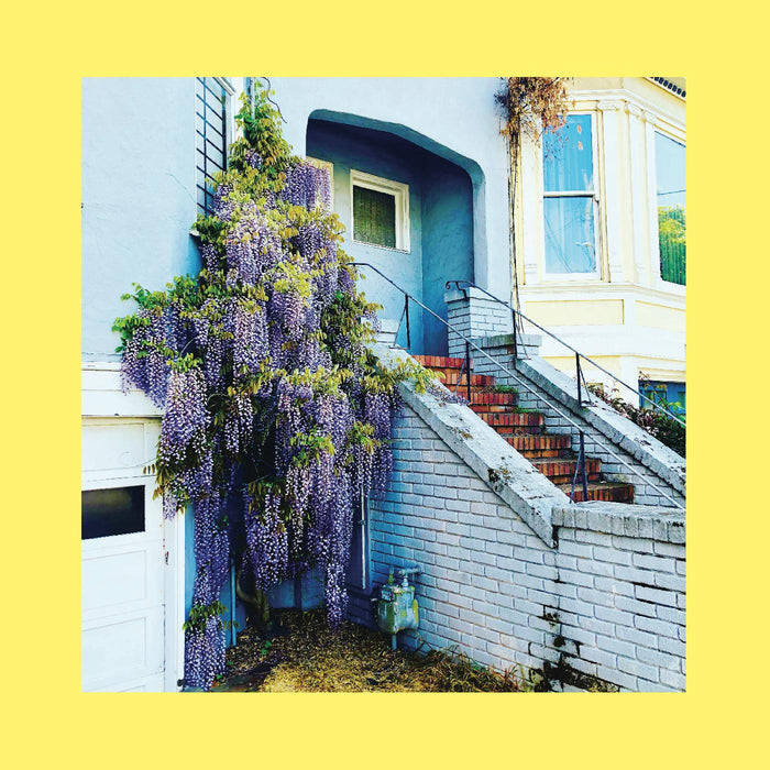 Reds, Pinks & Purples - They Only Wanted Your Soul (Indie Exclusive Royal Blue) (New Vinyl)