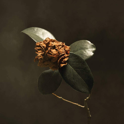 St-paul-the-broken-bones-young-sick-camellia-new-vinyl