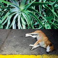 Steve Bates - All The Things That Happen (180g) (New Vinyl)