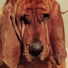Ty Segall - Goodbye Bread (New CD)