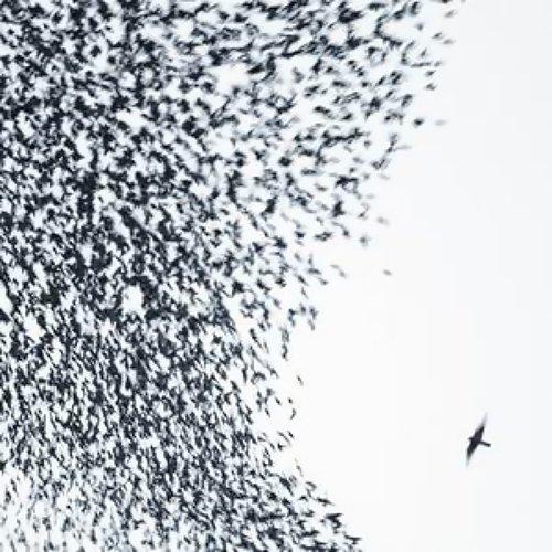 Wilco-sky-blue-sky-sky-blue-vinyl-new-vinyl