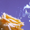 cute - apocalypse / life (New CD)